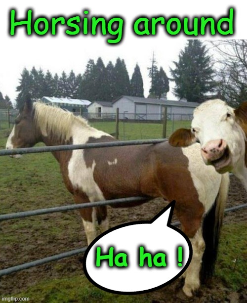 Horsing around ! | Horsing around; Ha ha ! | image tagged in field | made w/ Imgflip meme maker