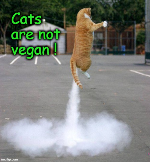 Notice for Vegans | Cats
are not
vegan ! | image tagged in chemistry cat | made w/ Imgflip meme maker