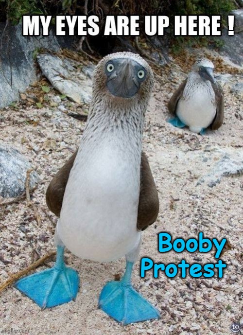 Boobies ! | ! Booby 
Protest | image tagged in protest | made w/ Imgflip meme maker