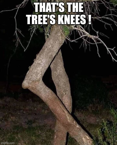 THAT'S THE TREE'S KNEES ! | made w/ Imgflip meme maker