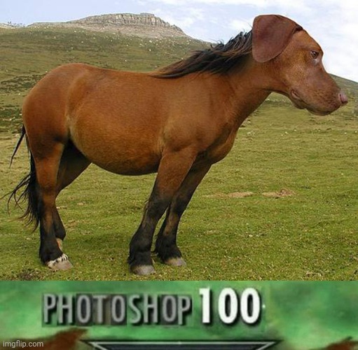 Dog horse photoshop | image tagged in photoshop 100,funny,memes,dog,horse,photoshop | made w/ Imgflip meme maker
