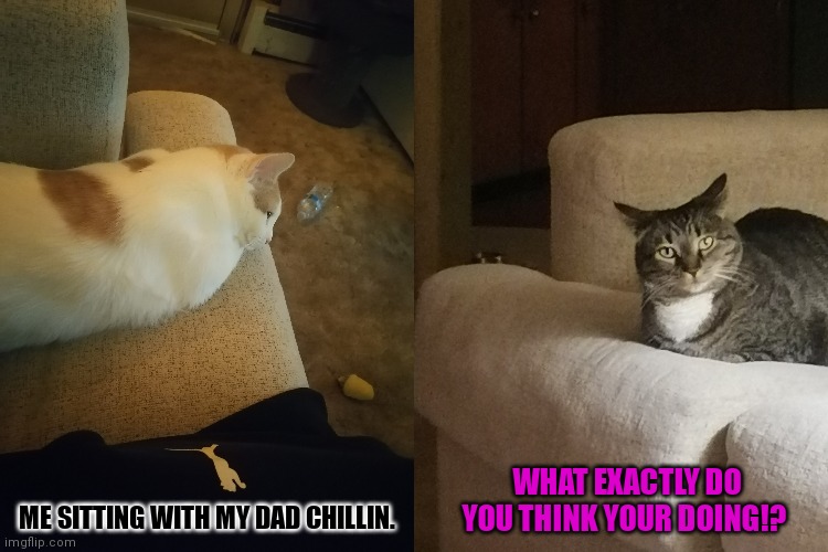 What are you doing!? |  ME SITTING WITH MY DAD CHILLIN. WHAT EXACTLY DO YOU THINK YOUR DOING!? | image tagged in cats,fun,dad,girl,angry | made w/ Imgflip meme maker