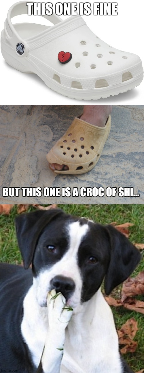 Croc the casbah | THIS ONE IS FINE; BUT THIS ONE IS A CROC OF SHI... | image tagged in dog hmmmm,crocs | made w/ Imgflip meme maker