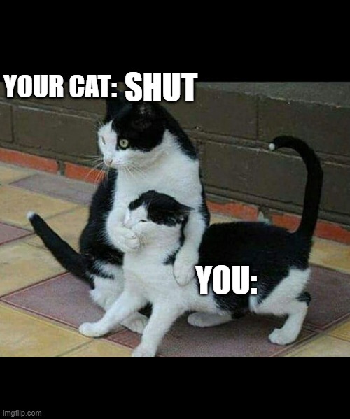 cat shut up | SHUT YOU: YOUR CAT: | image tagged in cat shut up | made w/ Imgflip meme maker