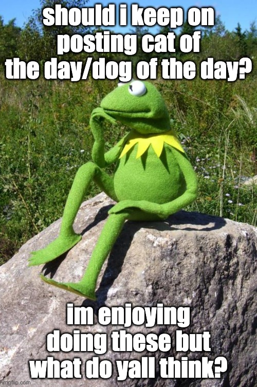 just asking (also all of you are beautiful) | should i keep on posting cat of the day/dog of the day? im enjoying doing these but what do yall think? | image tagged in kermit-thinking | made w/ Imgflip meme maker