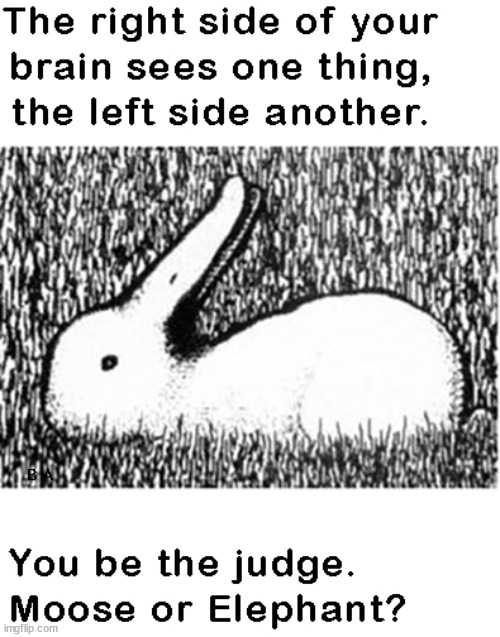 the-left-side-of-your-brain-sees-one-thing-the-right-side-another-what