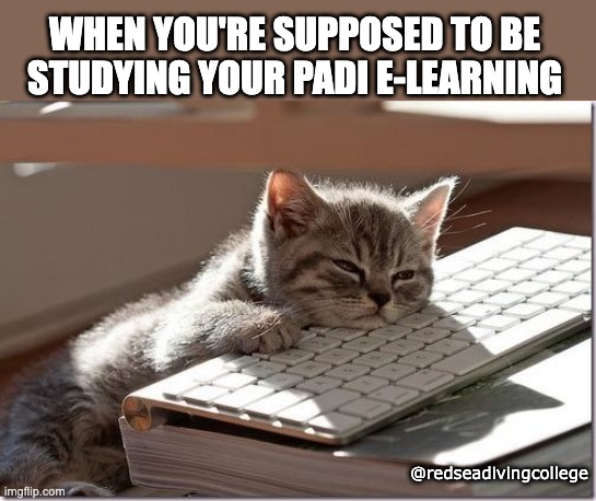 Bored Keyboard Cat | WHEN YOU'RE SUPPOSED TO BE STUDYING YOUR PADI E-LEARNING; @redseadivingcollege | image tagged in bored keyboard cat | made w/ Imgflip meme maker