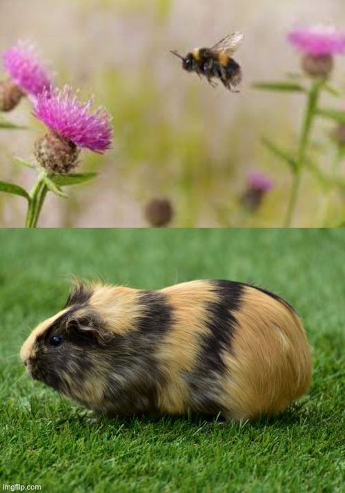 Guinea Bee | image tagged in guinea pig,bee,buzz | made w/ Imgflip meme maker