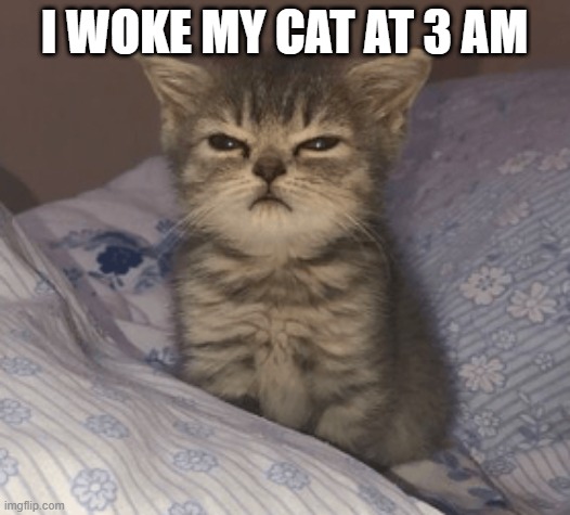 *meow |  I WOKE MY CAT AT 3 AM | image tagged in cats,memes,funny,meow | made w/ Imgflip meme maker