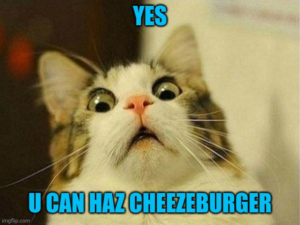 Scared Cat Meme | YES U CAN HAZ CHEEZEBURGER | image tagged in memes,scared cat | made w/ Imgflip meme maker