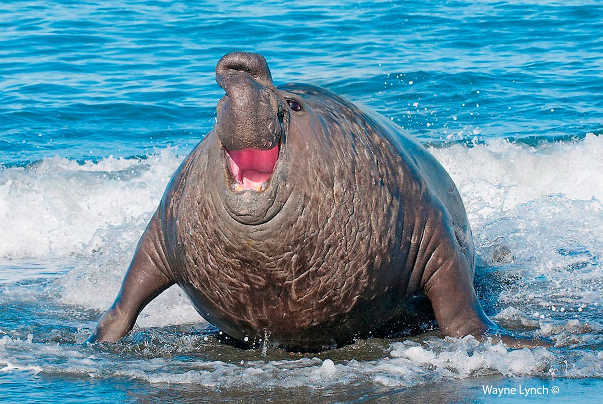 Fat round seal Blank Meme Template