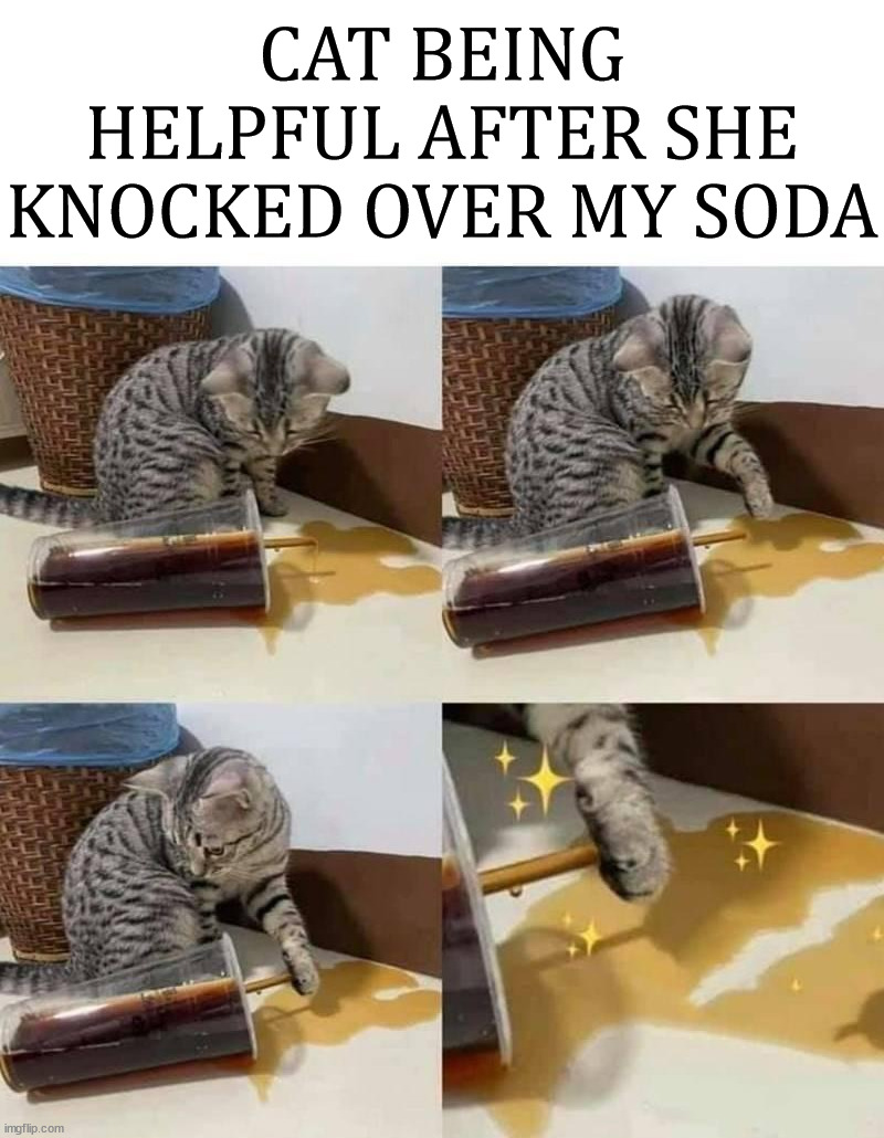  CAT BEING HELPFUL AFTER SHE KNOCKED OVER MY SODA | image tagged in cats | made w/ Imgflip meme maker