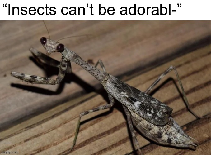 Mantids are the cutest insect. - Imgflip