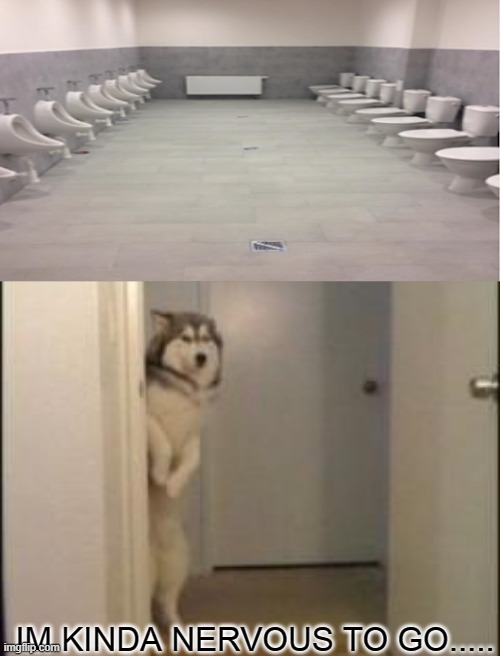 Embarassed Husky | IM KINDA NERVOUS TO GO..... | image tagged in embarassed husky,memes,fail | made w/ Imgflip meme maker