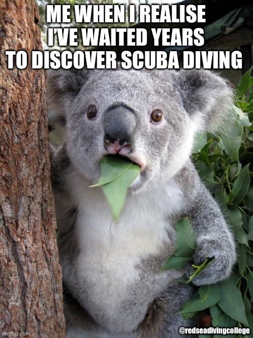 Surprised Koala |  ME WHEN I REALISE I’VE WAITED YEARS TO DISCOVER SCUBA DIVING; @redseadivingcollege | image tagged in memes,surprised koala | made w/ Imgflip meme maker