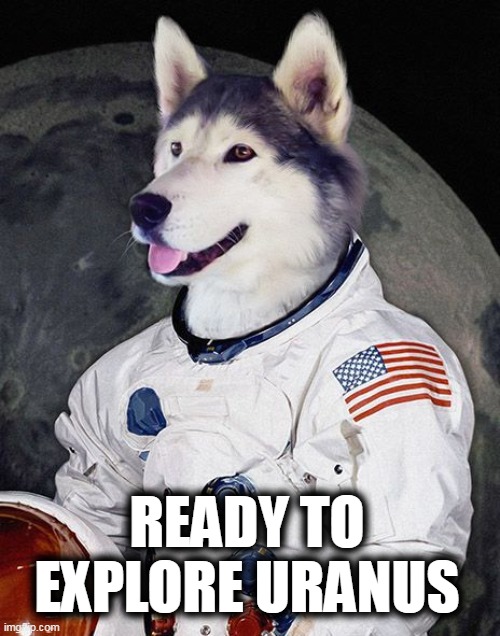 It's gonna be a ruff ride | READY TO EXPLORE URANUS | image tagged in dog,space,uranus,husky | made w/ Imgflip meme maker