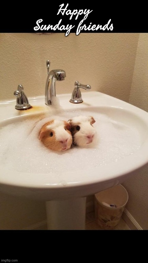 GUINEA PIGS | Happy Sunday friends | image tagged in guinea pigs | made w/ Imgflip meme maker
