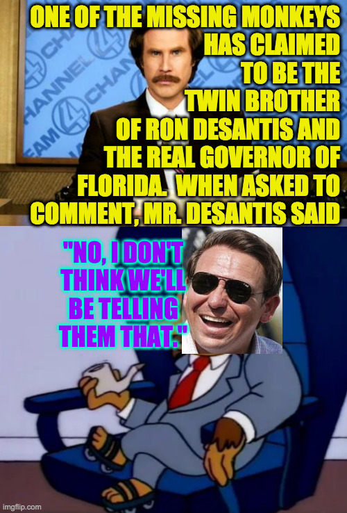 ONE OF THE MISSING MONKEYS
HAS CLAIMED
TO BE THE
TWIN BROTHER
OF RON DESANTIS AND
THE REAL GOVERNOR OF
FLORIDA.  WHEN ASKED TO
COMMENT, MR.  | image tagged in breaking news | made w/ Imgflip meme maker