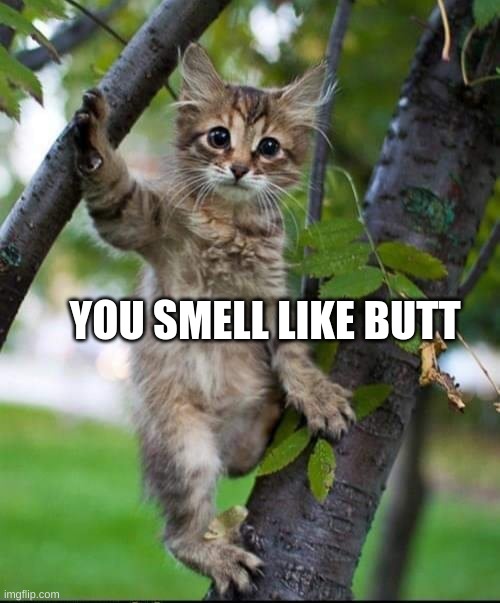 Butt | YOU SMELL LIKE BUTT | image tagged in cat,butt,smelly,what if i told you,good morning,kitten | made w/ Imgflip meme maker