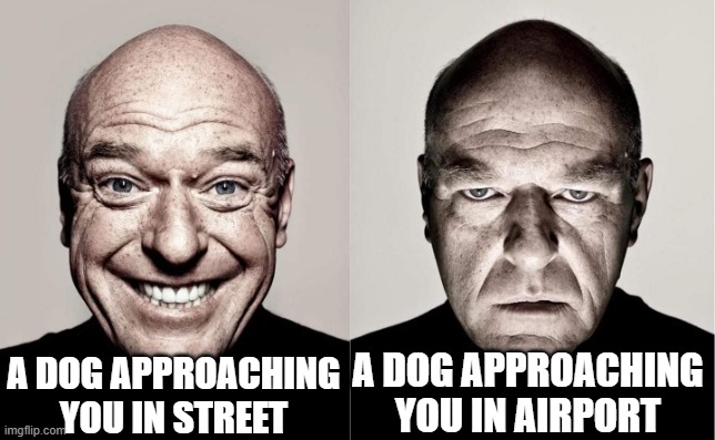 Hank | A DOG APPROACHING YOU IN STREET; A DOG APPROACHING YOU IN AIRPORT | image tagged in hank | made w/ Imgflip meme maker