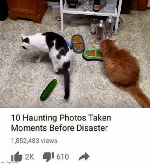 poor cat. let's hope it didn't get a heart attack | image tagged in memes,cats,cucumber,funny | made w/ Imgflip meme maker