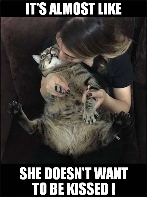 Not An Affectionate Cat ! | IT'S ALMOST LIKE; SHE DOESN'T WANT
TO BE KISSED ! | image tagged in cats,affection,kissing | made w/ Imgflip meme maker