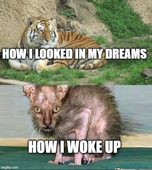 dreams vs reality | HOW I LOOKED IN MY DREAMS; HOW I WOKE UP | image tagged in ugly cat | made w/ Imgflip meme maker