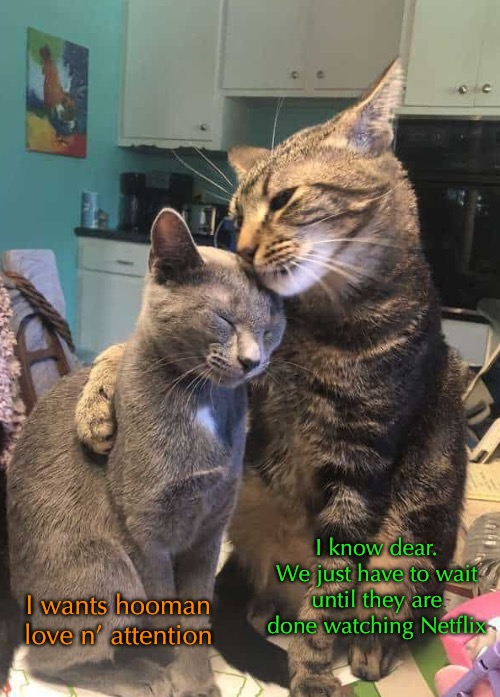 I wants hooman love n’ attention I know dear. We just have to wait until they are done watching Netflix | made w/ Imgflip meme maker