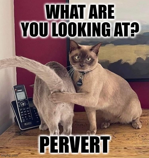 pervert | WHAT ARE YOU LOOKING AT? PERVERT | image tagged in two cats | made w/ Imgflip meme maker