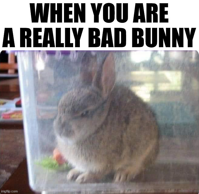 WHEN YOU ARE A REALLY BAD BUNNY | image tagged in bunny | made w/ Imgflip meme maker
