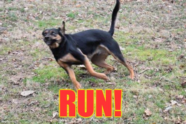 Dog running | RUN! | image tagged in dog running | made w/ Imgflip meme maker
