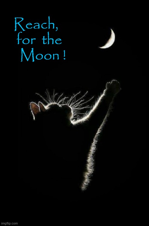 Nocturnal Dreams | Reach,
    for  the
     Moon ! | image tagged in cats are awesome | made w/ Imgflip meme maker