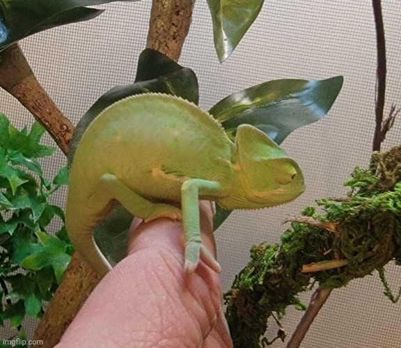 My dad got a chameleon :D | made w/ Imgflip meme maker