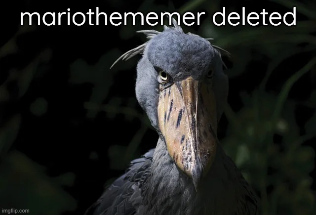 shoebill | mariothememer deleted | image tagged in shoebill | made w/ Imgflip meme maker