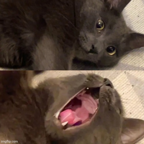 grey cat screaming meme | image tagged in grey cat screaming | made w/ Imgflip meme maker