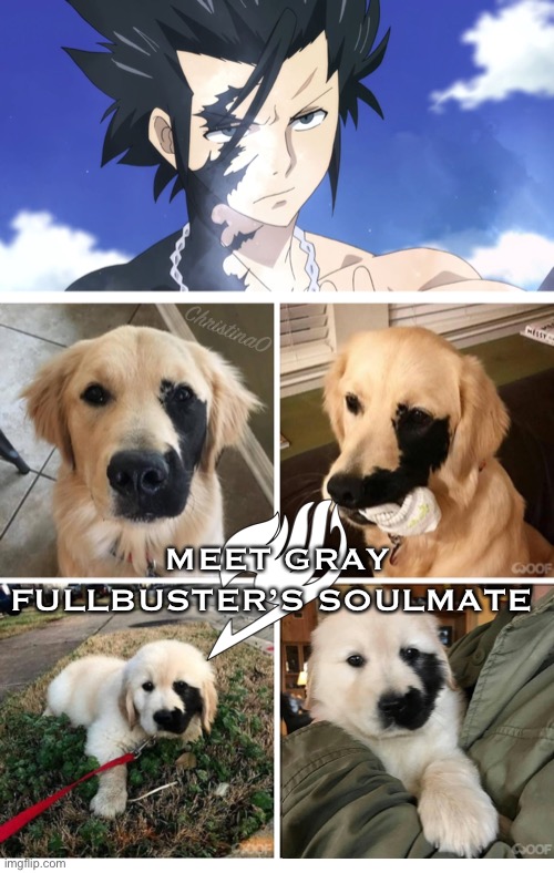 Fairy Tail Gray Fullbuster Dog |  ChristinaO; MEET GRAY FULLBUSTER’S SOULMATE | image tagged in memes,dogs,fairy tail,gray fullbuster,anime,fairy tail meme | made w/ Imgflip meme maker