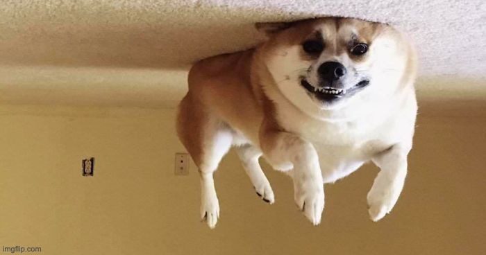 Levitating dog | image tagged in flying dog,brrrrrrrrrrrrrrrrrrrrrrrrr,yes,why are you reading this | made w/ Imgflip meme maker