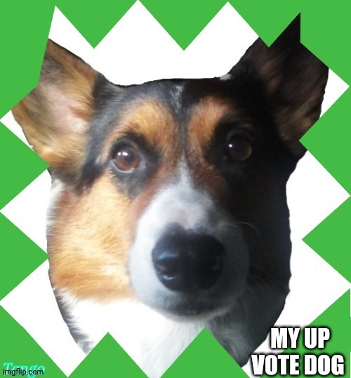 #this is my real dog tango | MY UP VOTE DOG | image tagged in new template | made w/ Imgflip meme maker