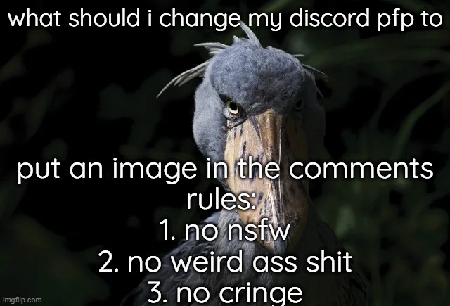 mod note no one cares | what should i change my discord pfp to; put an image in the comments
rules: 
1. no nsfw
2. no weird ass shit
3. no cringe | image tagged in shoebill | made w/ Imgflip meme maker