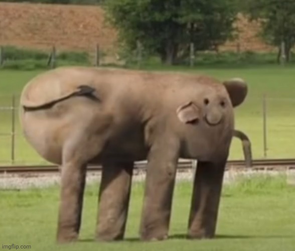Cursed elephant | image tagged in cursed image,elephant | made w/ Imgflip meme maker