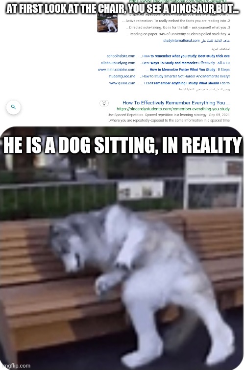AT FIRST LOOK AT THE CHAIR, YOU SEE A DINOSAUR,BUT... HE IS A DOG SITTING, IN REALITY | image tagged in dog trying to be a dinosaur,fakery,chair,dinosaur | made w/ Imgflip meme maker