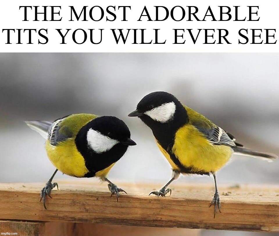 Birbs | THE MOST ADORABLE TITS YOU WILL EVER SEE | image tagged in birb | made w/ Imgflip meme maker