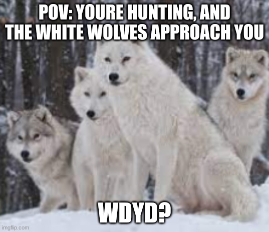 POV: YOURE HUNTING, AND THE WHITE WOLVES APPROACH YOU; WDYD? | made w/ Imgflip meme maker