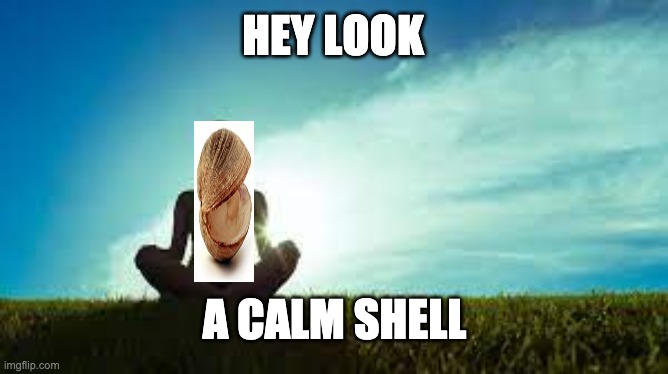 Clam vs Calm, know the difference | HEY LOOK; A CALM SHELL | image tagged in clam,calm,pun,memes | made w/ Imgflip meme maker