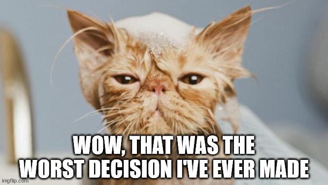 Greyjoy wet cat | WOW, THAT WAS THE WORST DECISION I'VE EVER MADE | image tagged in greyjoy wet cat | made w/ Imgflip meme maker