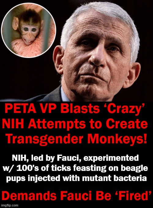 SICK “Transgender” Monkey Tests, Animal Cruelty & Human Experimental Jabs Should Be Enough to Get FAUCI FIRED! | image tagged in political meme,fauci,cruelty,animals to humans,sick,enough is enough | made w/ Imgflip meme maker
