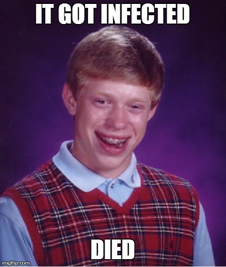 Bad Luck Brian Meme | IT GOT INFECTED DIED | image tagged in memes,bad luck brian | made w/ Imgflip meme maker