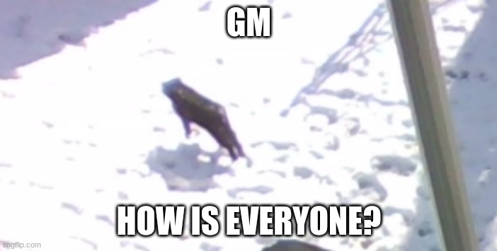 GM; HOW IS EVERYONE? | image tagged in levitating cat | made w/ Imgflip meme maker