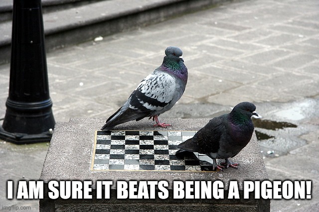 pigeon chess | I AM SURE IT BEATS BEING A PIGEON! | image tagged in pigeon chess | made w/ Imgflip meme maker