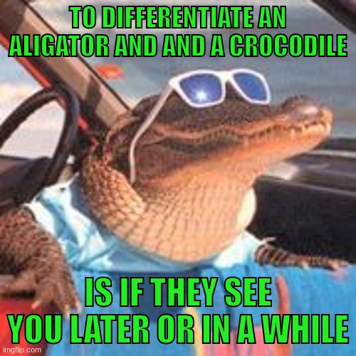 Covid season has been tough on their schedules | TO DIFFERENTIATE AN ALIGATOR AND AND A CROCODILE; IS IF THEY SEE YOU LATER OR IN A WHILE | image tagged in cool gator | made w/ Imgflip meme maker